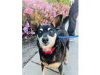 Mackenzie, Miniature Pinscher For Adoption In Seal Beach, California