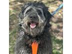 Adopt Tommy a Bernese Mountain Dog, Standard Poodle