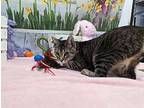 German Chocolate, Domestic Shorthair For Adoption In Anoka, Minnesota