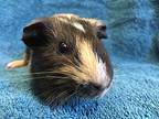 Six Flags ( Bonded To Magic Mountain), Guinea Pig For Adoption In Imperial