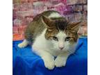 Brock, Domestic Shorthair For Adoption In Huntley, Illinois