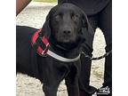 Tank, Labrador Retriever For Adoption In Washington, District Of Columbia