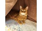 Carrot, Domestic Mediumhair For Adoption In Bingham Farms, Michigan