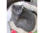 Fuzzy Wuzzy, Domestic Shorthair For Adoption In Buhl, Idaho