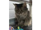 Cookie-kitchener, Domestic Mediumhair For Adoption In Kitchener, Ontario