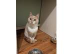 Dinosaur- Kitchener, Domestic Shorthair For Adoption In Kitchener, Ontario