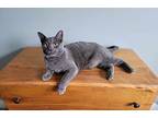 Cyrus, Domestic Shorthair For Adoption In Shakespeare, Ontario