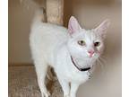 Flossie, Domestic Shorthair For Adoption In Lewisville, Texas