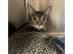 Lilith, Domestic Shorthair For Adoption In Vancouver, Washington