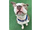 Bullwinkle, American Staffordshire Terrier For Adoption In Warren, Michigan