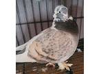 Delilah, Pigeon For Adoption In Merrill, Wisconsin