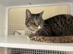 Penelope - Petco Sewell, Domestic Shorthair For Adoption In Voorhees, New Jersey