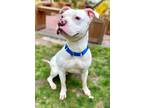 Stan, American Pit Bull Terrier For Adoption In Voorhees, New Jersey