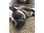 Dyson, American Pit Bull Terrier For Adoption In Garden Valley, Idaho