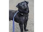 Paco, Labrador Retriever For Adoption In Prince George, British Columbia