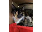 Lillith, Domestic Longhair For Adoption In Cornwall, Ontario