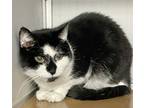 Spooky, Domestic Shorthair For Adoption In Philadelphia, Pennsylvania