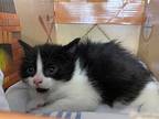 Iron, Domestic Longhair For Adoption In Cornwall, Ontario