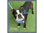 Rocky, Boston Terrier For Adoption In Holly Springs, Georgia