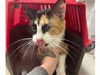 Venus, Domestic Shorthair For Adoption In Defiance, Ohio