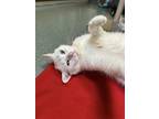 Dimaggio, Domestic Shorthair For Adoption In Fairfax, Virginia