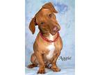 Aggie, Dachshund For Adoption In Gilbert, Arizona