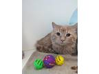 Eddie, Domestic Mediumhair For Adoption In Guelph, Ontario