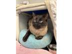 Prince, Siamese For Adoption In Guelph, Ontario