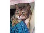 Adam, Domestic Shorthair For Adoption In Guelph, Ontario