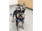 Max, Schnauzer (miniature) For Adoption In Guelph, Ontario