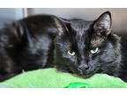 Cattitude Cat: Powerline, Domestic Mediumhair For Adoption In Edmonton, Alberta