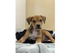 Buddy, American Pit Bull Terrier For Adoption In Edmonton, Alberta