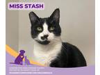 Miss Stash, Domestic Shorthair For Adoption In Eighty Four, Pennsylvania