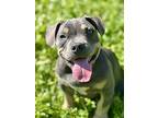Rye, American Pit Bull Terrier For Adoption In Citrus Heights, California