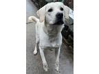 Yosemite Yellow House Trained, Labrador Retriever For Adoption In Mishawaka