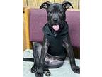 Milo, American Pit Bull Terrier For Adoption In Garden City, Michigan