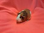 Zoe And Rosie, Guinea Pig For Adoption In South Bend, Indiana