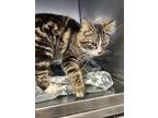 Falcon, Domestic Mediumhair For Adoption In Cibolo, Texas