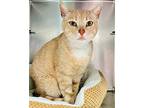 Diego, Domestic Shorthair For Adoption In Oakland, California