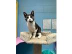 Dale, Domestic Shorthair For Adoption In Abbotsford, British Columbia