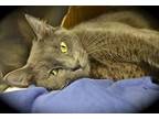 Ms. Gray, Domestic Shorthair For Adoption In Largo, Florida