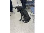 Callie, Labrador Retriever For Adoption In Shreveport, Louisiana