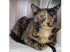 Baby Sis, Domestic Shorthair For Adoption In Baltimore, Maryland