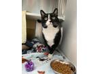 Colbee, Domestic Shorthair For Adoption In Baltimore, Maryland