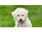 Adopt Nicholas a Bichon Frise, Terrier