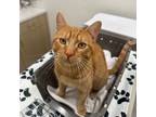 Adopt Oliver a American Shorthair
