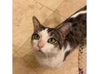 Adopt Smokey a American Shorthair