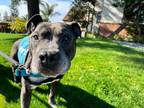 Adopt Lyle a Pit Bull Terrier