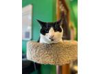 Adopt Clousseau a Domestic Short Hair