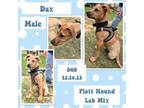 Adopt Dax a Plott Hound, Labrador Retriever